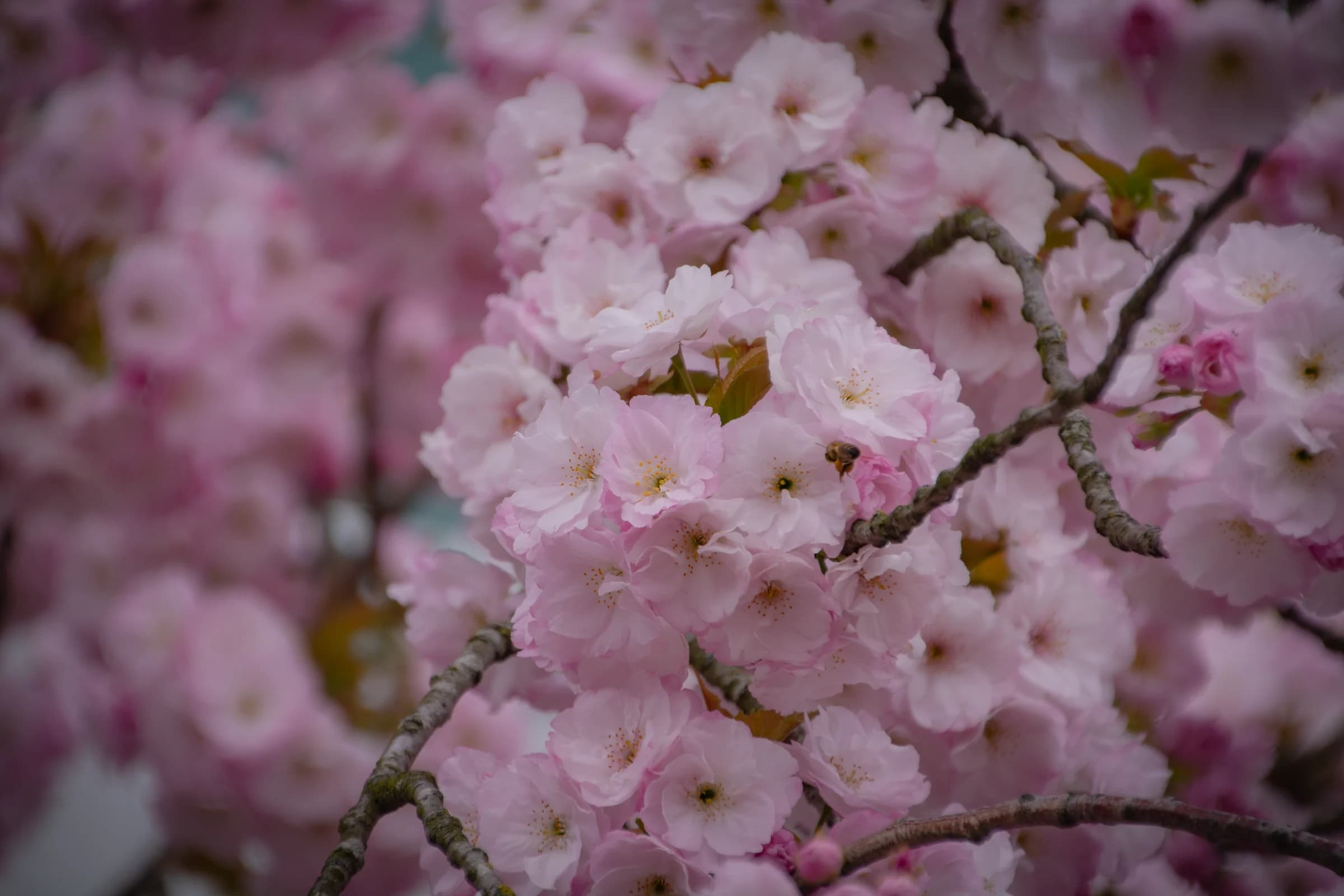 About the Blossom and the Bee by FotoGraaGHanneke