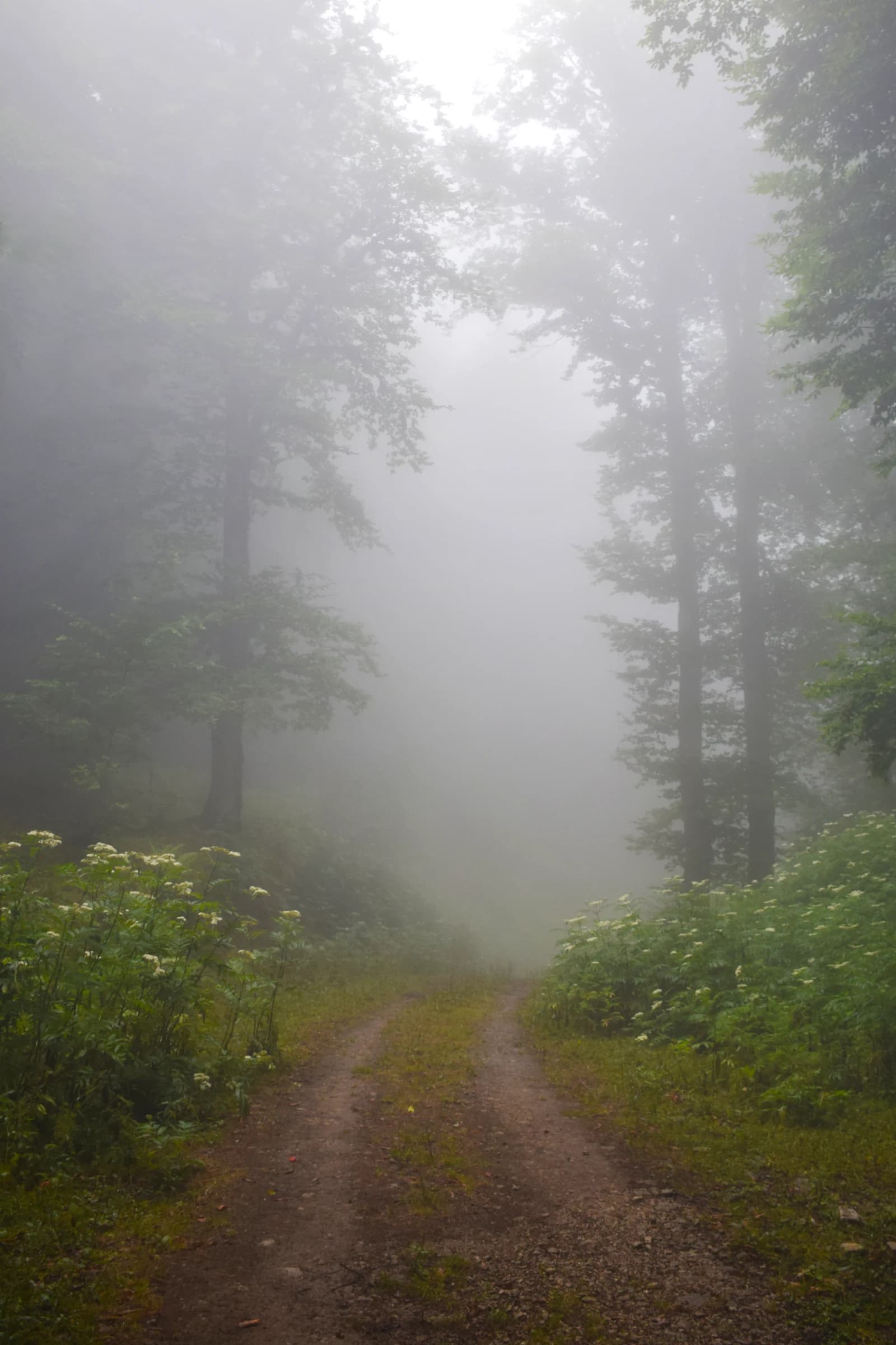 The Path to Light by Hassan