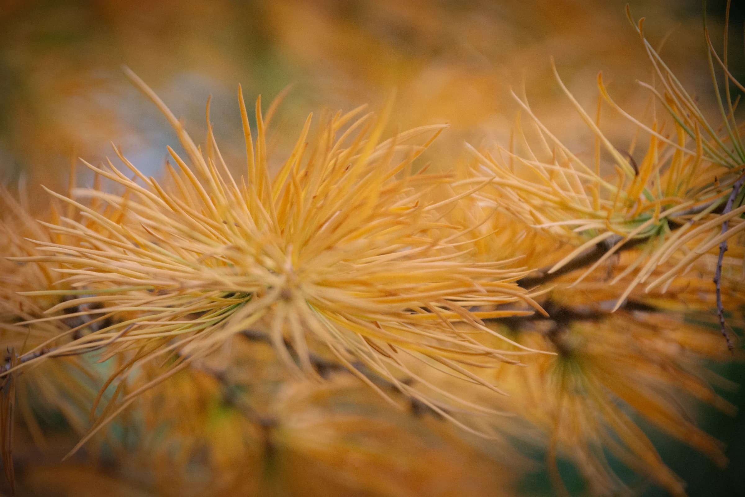 Autumn in Amber by FotoGraaGHanneke