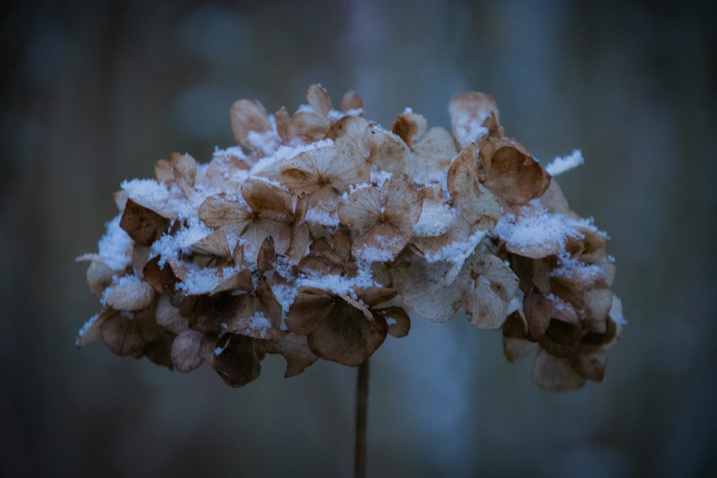 Let it snow by FotoGraaGHanneke