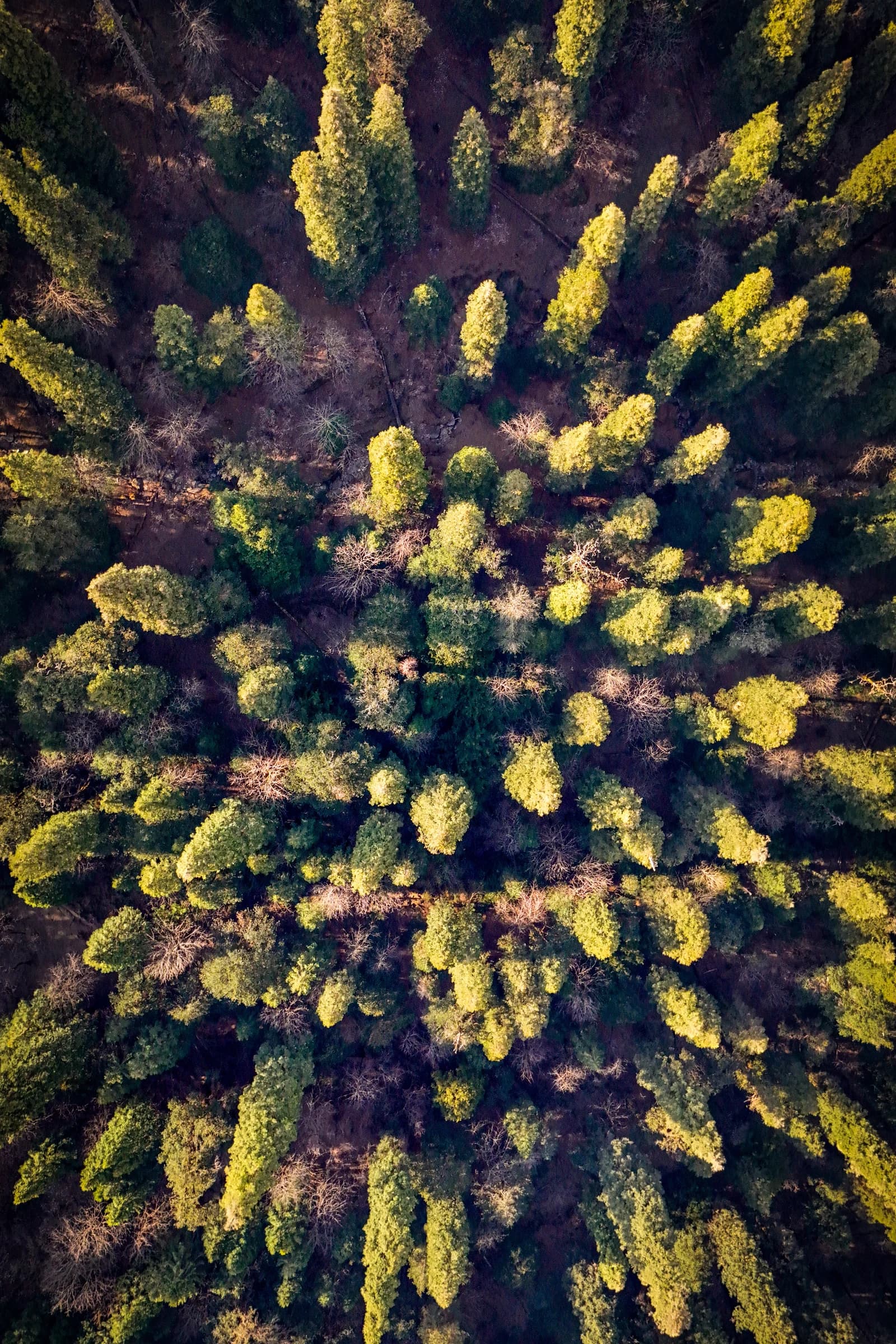 Pine tree by Keegan