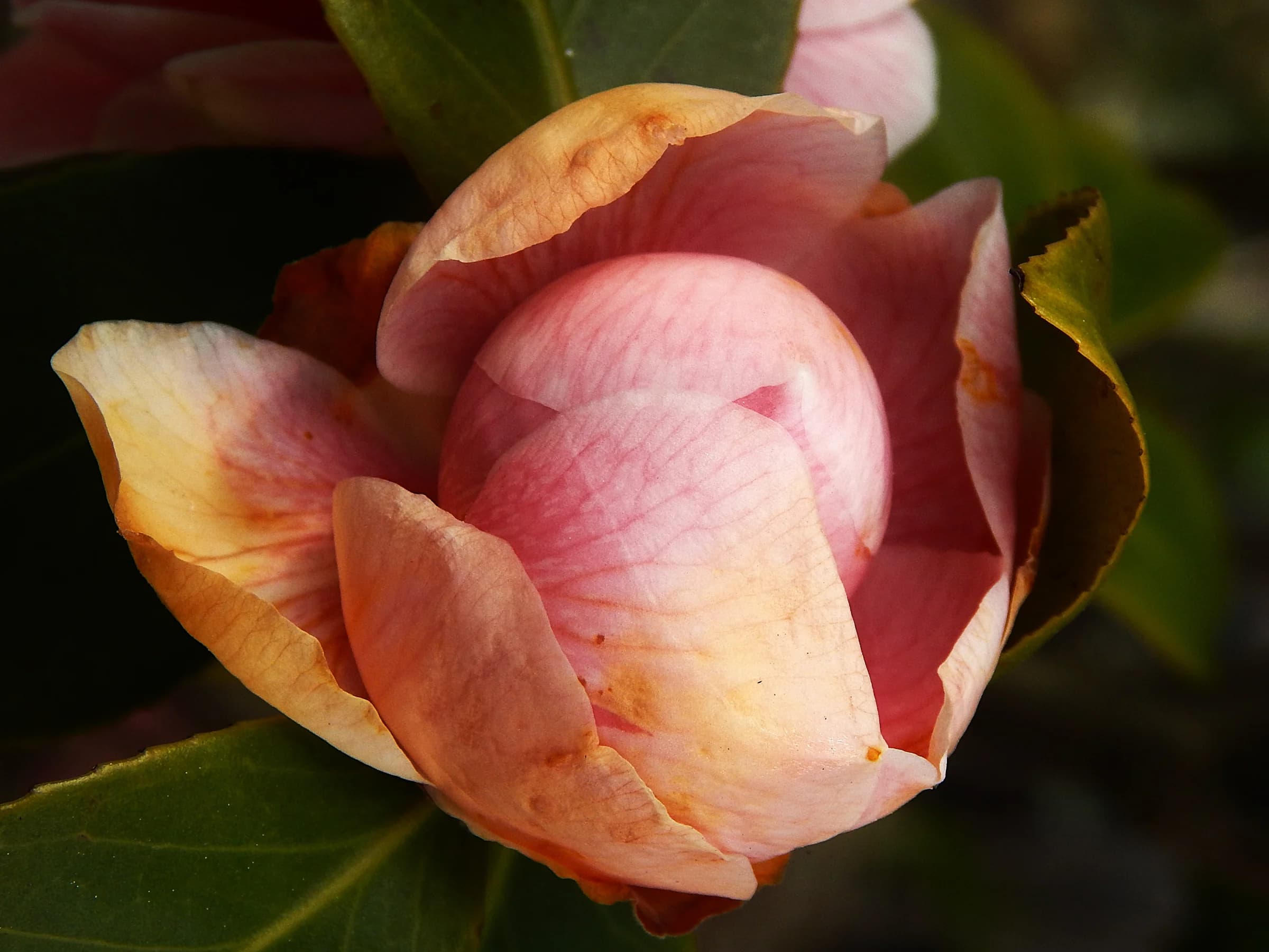 Specimen n°2_Camellia by Antrumartspace