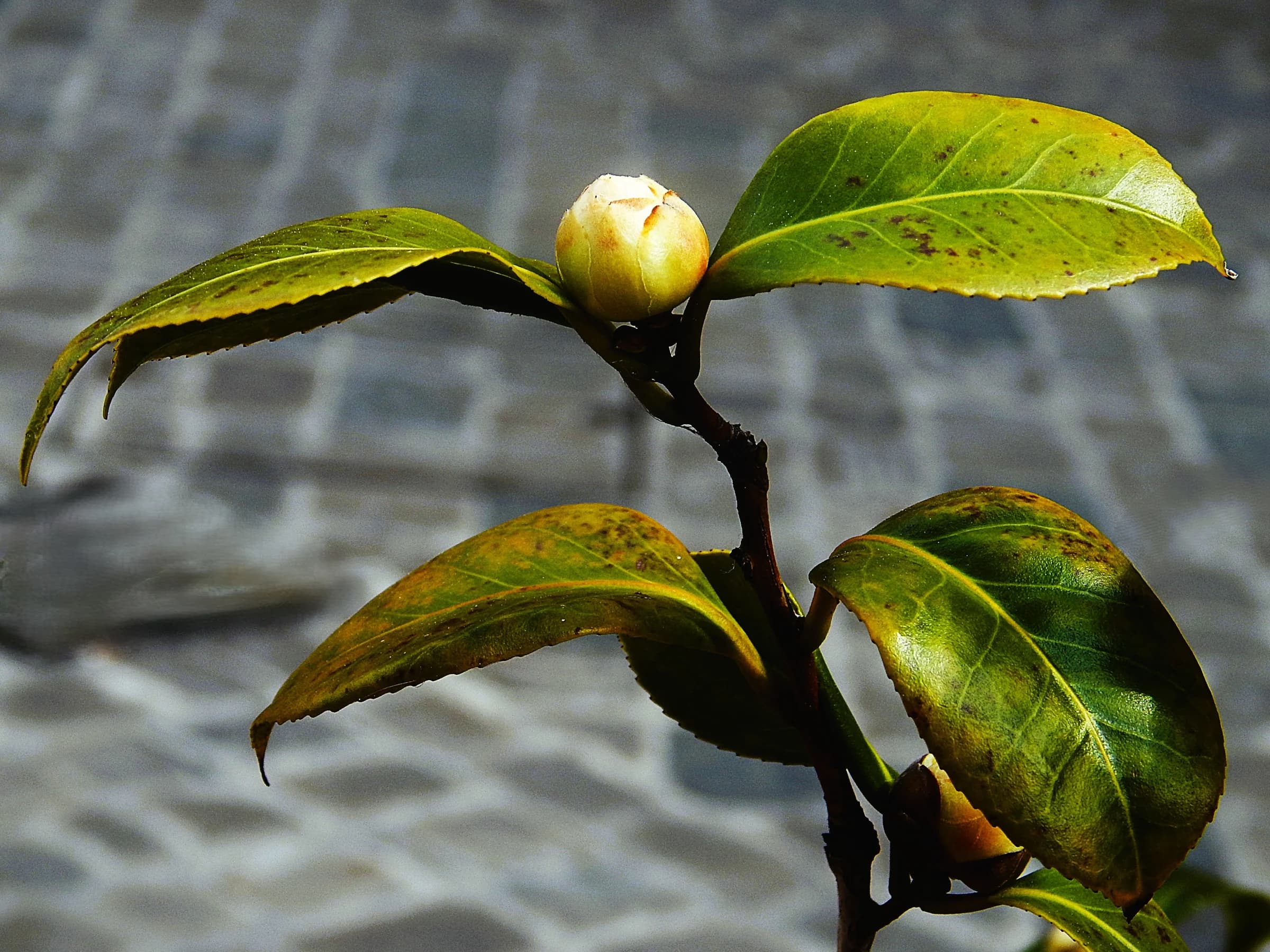 Specimen n° 1 - Camellia by Antrumartspace