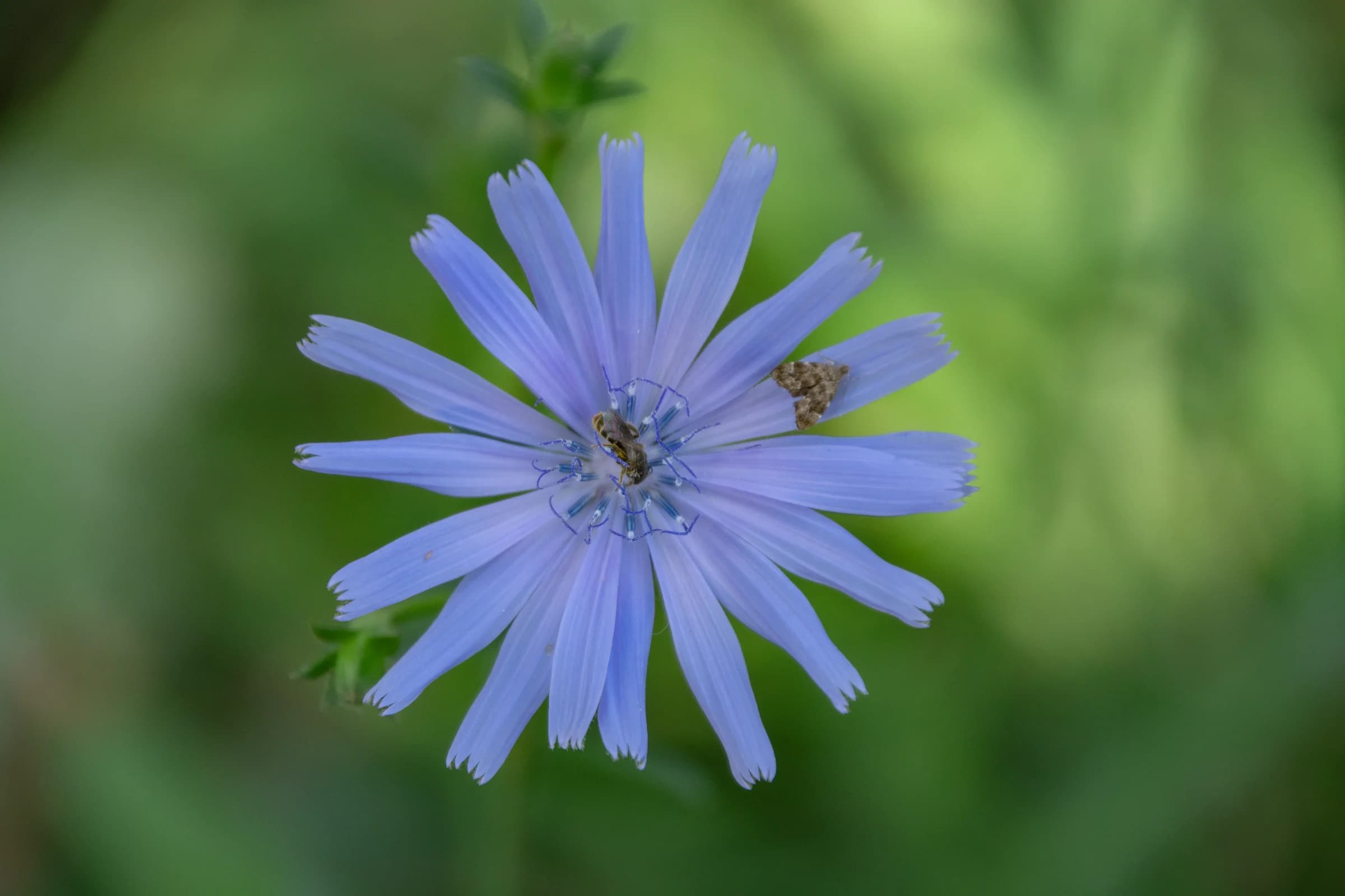 Whispers of Violet in the Green by FotoGraaGHanneke