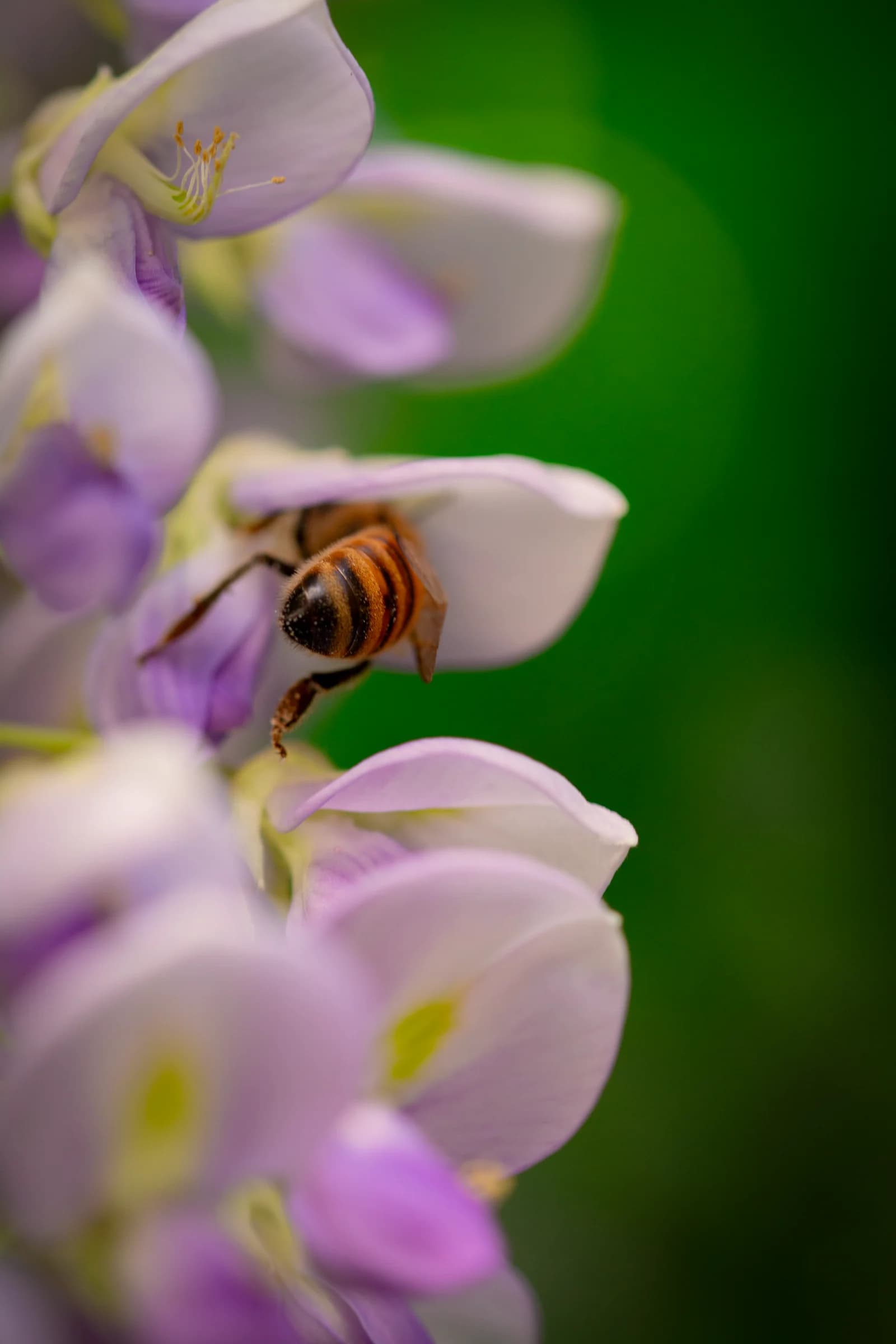 Let me Bee by FotoGraaGHanneke