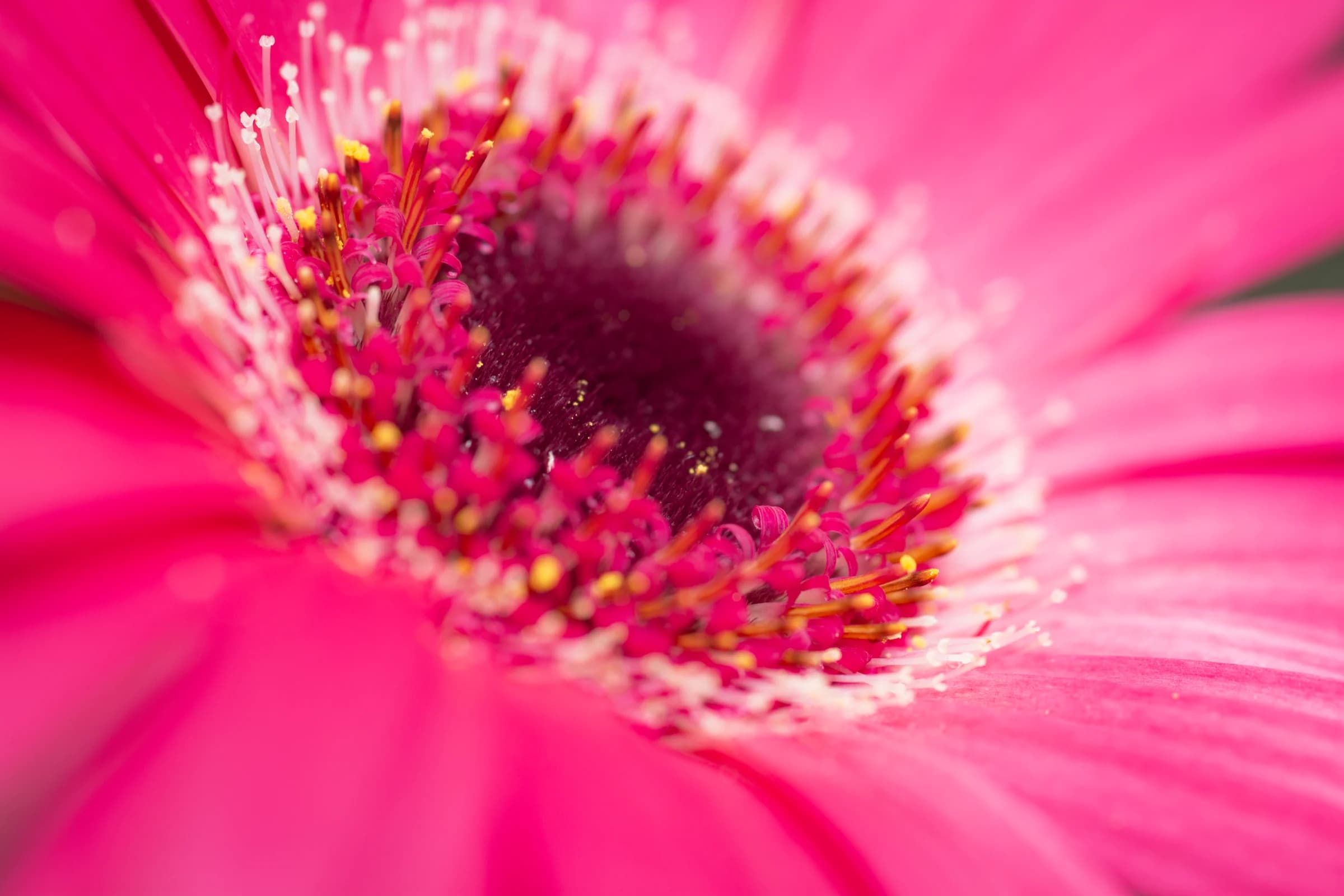 Color my Day by FotoGraaGHanneke